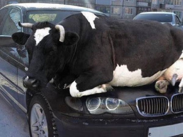 Нивото на емисиите на парникови газове от селскостопанските животни (крави,