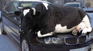Нивото на емисиите на парникови газове от селскостопанските животни крави