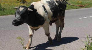 Безпризорните бикове тероризиращи хората в столичния квартал Лозенец все още