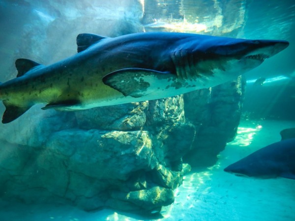 Акулите произвеждат сквален – естествено масло, произведено в черния им