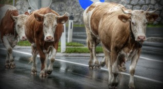 Жители на столичния квартал Кремиковци протестират срещу кози и крави