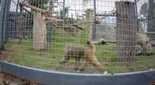 Снимка Димитър Кьосемарлиев Dnes bgРеконструираният сектор Примати в Софийския зоопарк беше