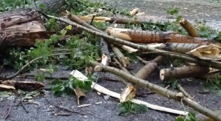 Дърво е паднало върху дете в пловдивския парк Лаута За