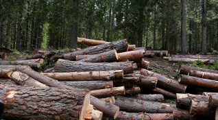 Над 9 хил кубика незаконно отсечена дървесина са заловили горските