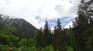 Инициативата за опазването на старите гори в България спечели наградата