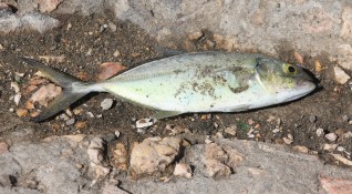 Голямо количество мъртва риба продължава за втори ден да изплува