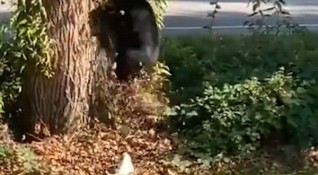 Tiny dog sends bear running back into the woods mdash