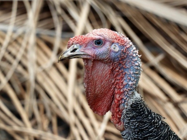 Британската асоциация на птицевъдите оказва натиск върху правителството да направи