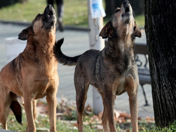 Жители на смолянския квартал "Устово" организираха подписка срещу безстопанствените кучета,