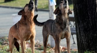 Жители на смолянския квартал Устово организираха подписка срещу безстопанствените кучета