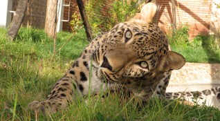 Зоологическата градина в София получи женски персийски леопард от Зоопарка