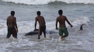 В Шри Ланка служители на бреговата охрана и доброволци спасиха