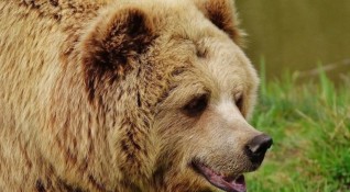 Мече от зоопарк в Северна Македония ще бъде преместено в