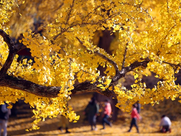 Мъж се наслаждава на красивата есенна гледка в парк в