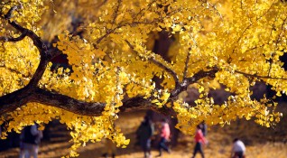 Мъж се наслаждава на красивата есенна гледка в парк в