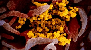 На фона на развихрилата се епидемия от коронавирус учените предупреждават