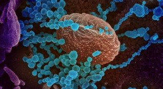 В условията на пандемия от коронавирус американски учени предложиха метод