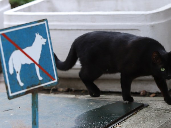 Черна котка преминава покрай табела със забрана за разходка на