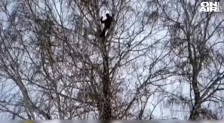 Студент от Сибир се покатери на върха на бреза за