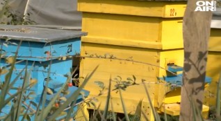Огромно търсене на пчелен мед се регистрира тази година заради