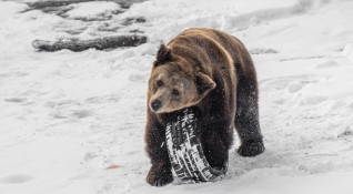 Седем мечки от 4 вида живеят в момента в Софийския