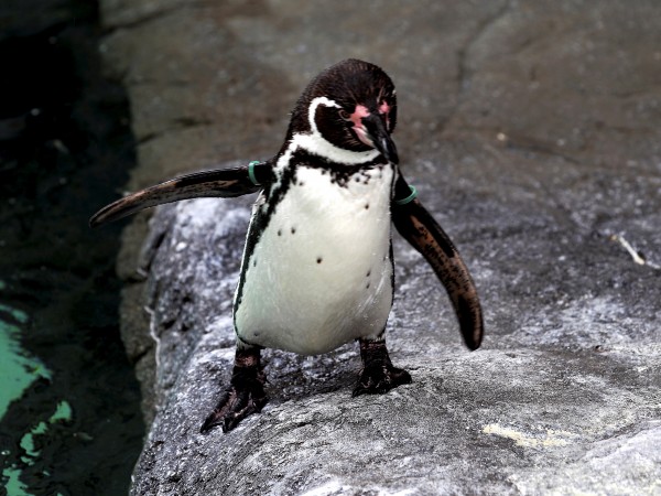 Пингвините в лондонския аквариум "Морски живот" гледат коледни филми, докато