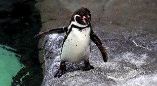 Пингвините в лондонския аквариум Морски живот гледат коледни филми докато