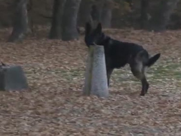 Кучето Барс, което е единственото в България, обучено за борба