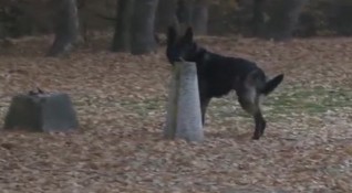 Кучето Барс което е единственото в България обучено за борба
