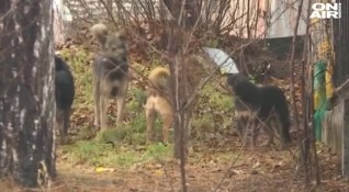 Глутница кучета нападнаха бременна жена и малко дете в Костенец