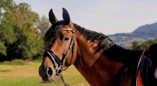 Два убити коня са намерени в землището на село Дрента