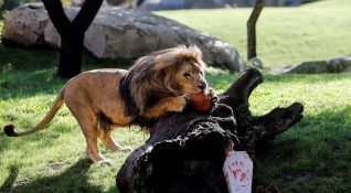 Четири лъва в зоологическата градина в Барселона са дали положителен