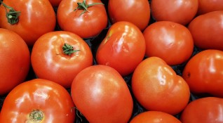 Япония одобри продажбата в страната на генномодифицирани домати съобщи ТАСС
