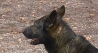 Единственото куче в България което е обучено да открива отрови