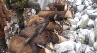 Екологът Тома Белев публикува шокиращи снимки на убити бременни диви