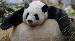 Синсин най възрастната панда отглеждана в зоологическа градина в света почина