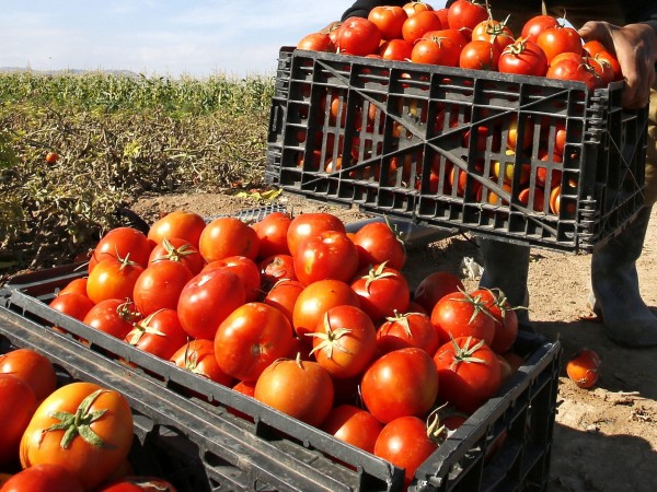В България се произвеждат все по-малко, но все по-скъпи зеленчуци,