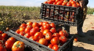 В България се произвеждат все по малко но все по скъпи зеленчуци