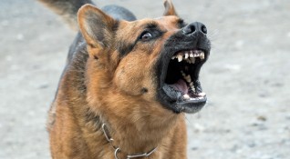 Куче нападна и ухапа дете във Видинско съобщиха от полицията