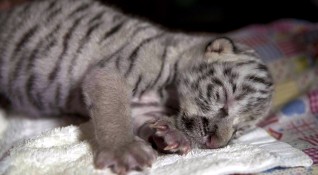 Бялото женско тигърче Ниеве което се роди на 29 декември