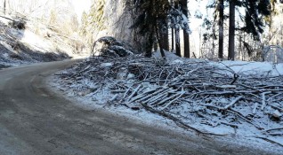 Снимка АПИПродължава разчистването на падналите и пречупени дървета и клони