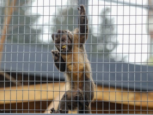 Маймуна от столичния зоопарк пострада, след като хапна от подхвърлена