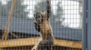 Маймуна от столичния зоопарк пострада след като хапна от подхвърлена