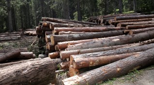 Спряха сечта в обекти за добив на дървесина намиращи се