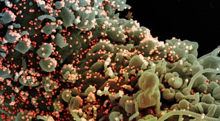 Учени във Великобритания съобщиха че английският щам на коронавируса изглежда