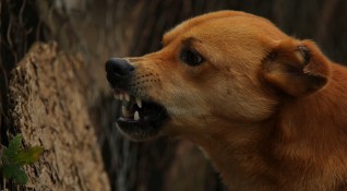 Бездомни кучета нападат хора в Перник Наскоро са проникнали в