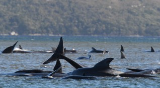 Десетки китове които са били върнати във водата от спасителни