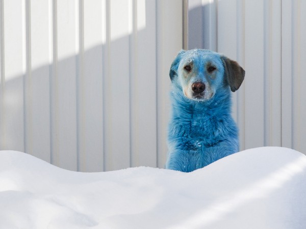 Снимка: Getty Ветеринарите в Русия останаха озадачени, след като по-рано