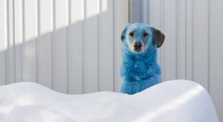 Снимка Getty Ветеринарите в Русия останаха озадачени след като по рано