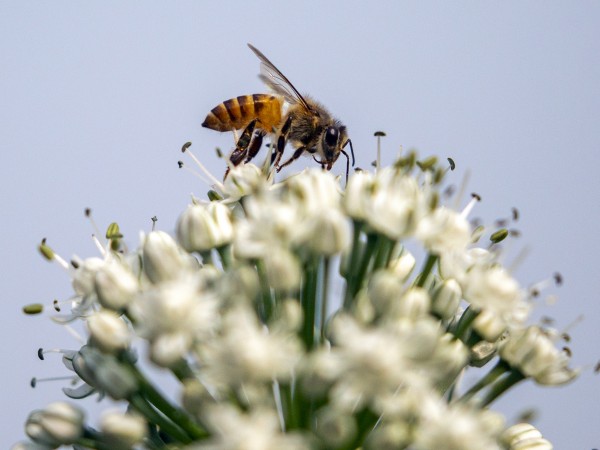 Пчела събира цветен прашец от пролетни цветя в град Дака,